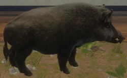 ★MPB Wild Boar★SR★Fade bream 2★ Wild Boar | TheHunter: Call of the Wild Wiki | Fandom