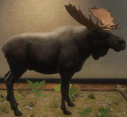 Chamois, TheHunter: Call of the Wild Wiki