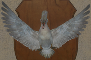Leucistic - Front