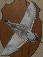 Piebald - Back