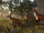 Northern Red Muntjac