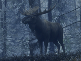 Moose