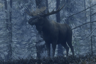 Whitetail Deer | TheHunter: Call of the Wild Wiki | Fandom Whitetail Deer | TheHunter: Call of the Wild Wiki | Fandom