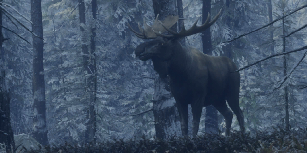 Moose, TheHunter: Call of the Wild Wiki