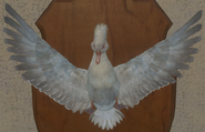 Albino - Front