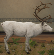 Albino