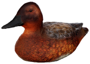 Ferruginous Duck Decoy - Hen