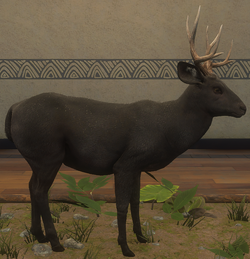 Banteng, TheHunter: Call of the Wild Wiki