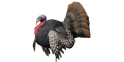 Wild Turkey Male - Strutting