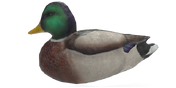 Mallard Duck Decoy - Drake