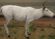 Albino