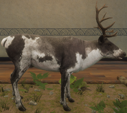 Piebald