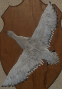 Leucistic - Back