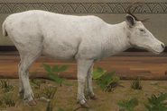 Albino