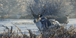 MountainReindeer