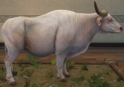 Banteng, TheHunter: Call of the Wild Wiki