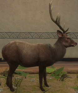 A deer / 鹿 Yezo sika deer - Wikipedia