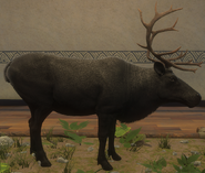 Melanistic - Right Side