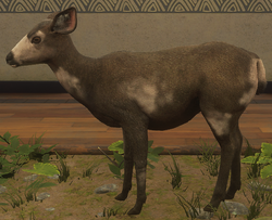 Mule Deer Scent, TheHunter: Call of the Wild Wiki