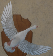 Albino - Front