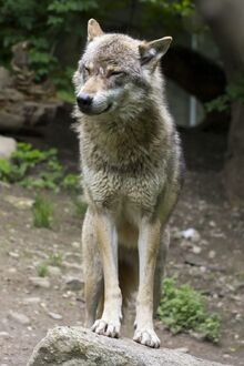 Wolf-canis-lupus-european-wolf-wallpaper-preview