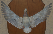 Piebald - Front