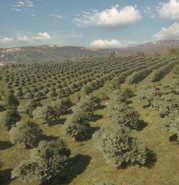 Big Business A lot of Spanish olives go towards making Olive oil, but many of our farmers cure their olives and sell them to upmarket restaurants. We don't have a huge footprint in the food market, but our farms have a very good reputation in cities like Madrid and Barcelona.
