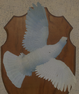 Albino - Back