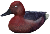Ferruginous Duck Decoy - Drake