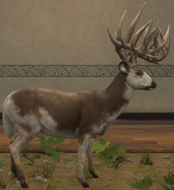 Whitetail Deer | TheHunter: Call of the Wild Wiki | Fandom Whitetail Deer | TheHunter: Call of the Wild Wiki | Fandom