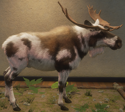 piebald moose