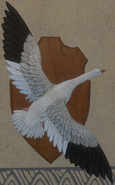White Morph - Back