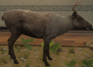 Melanistic