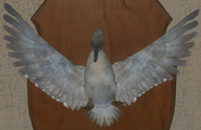 Leucistic - Front