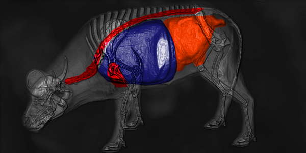 Kaap buffel schotschema.png