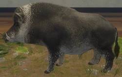 Wild Boar | TheHunter: Call of the Wild Wiki | Fandom