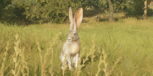 jack rabbits with antlers