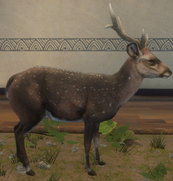 Banteng, TheHunter: Call of the Wild Wiki