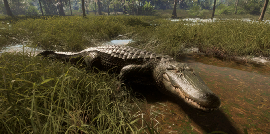 Why Perfect Crocodile Skins are Like Rare Diamonds