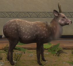 A deer / 鹿 Have you seen this 'exotic' deer? DEC wants this invader