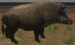 mpblures wild boar SR④ Wild Boar | TheHunter: Call of the Wild Wiki | Fandom