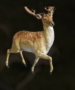 Spotted Fallow - Male