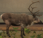 Dark Brown - Right Side