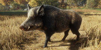 WildBoar