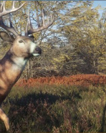 whitetail deer fur