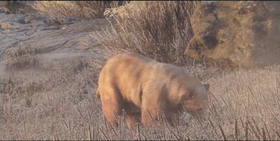 eurasian brown bear vs grizzly