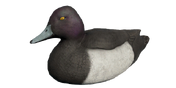 Tufted Duck Decoy - Drake
