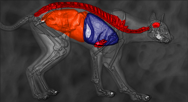 Schema di tiro Lince.png