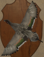 Grey - Back