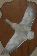 Albino - Back
